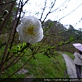 老泉杏花林.救千宮 041.JPG