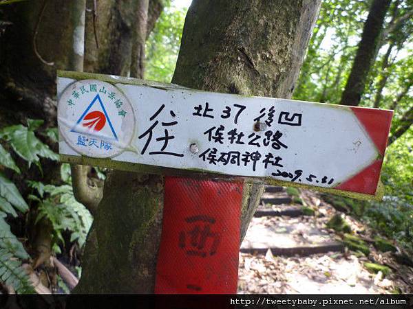 三貂大崙.三貂嶺山.金字碑古道 199.JPG