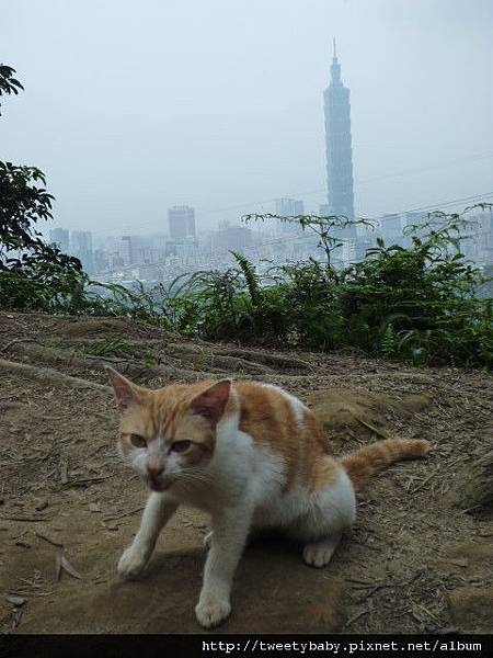 軍功山.中埔山.魚民日式料理 082.JPG