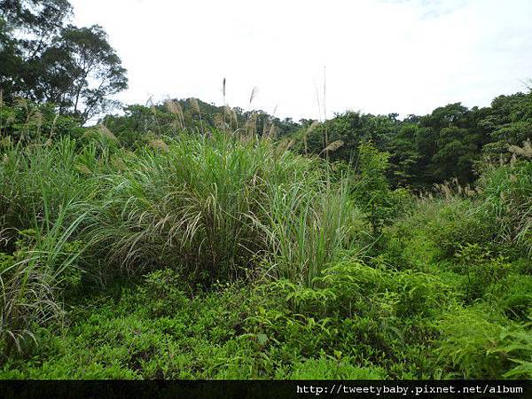 土城打鐵坑山 068.JPG