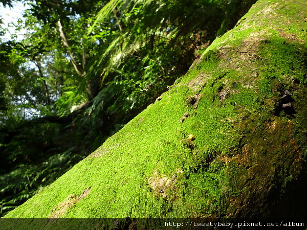 麻竹寮山.向天湖古道 068.JPG