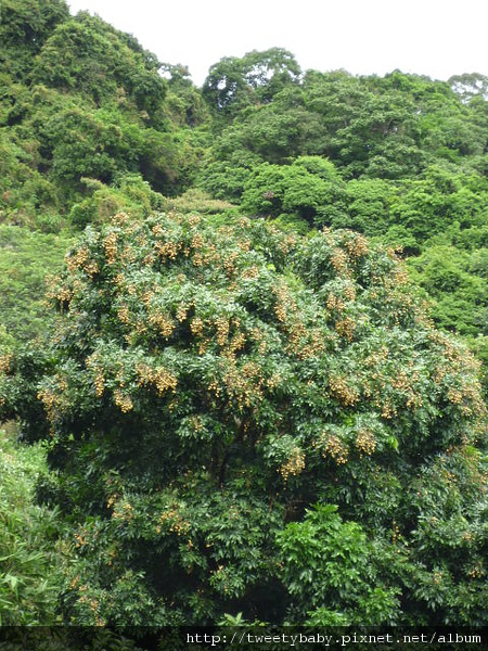 貴子坑親山步道.小坪頂山 018.JPG