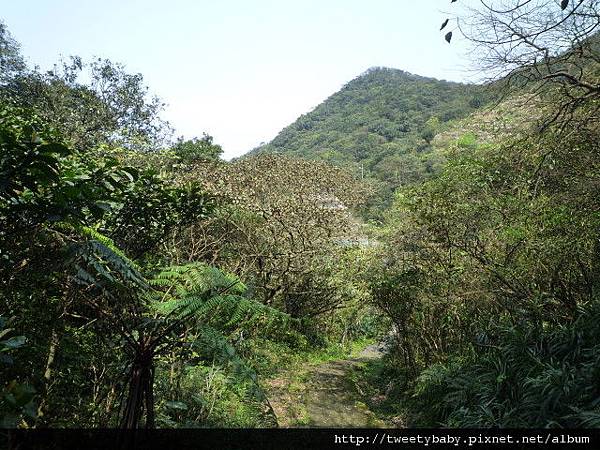 三貂大崙.三貂嶺山.金字碑古道 210.JPG