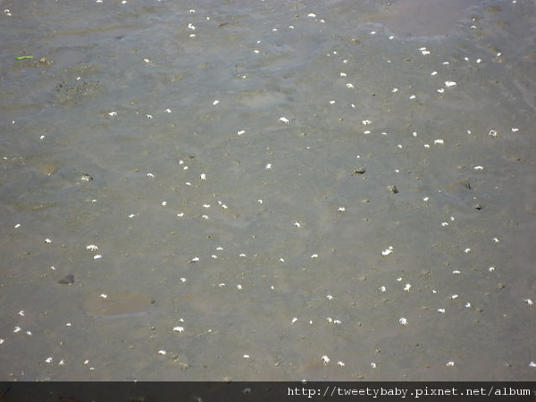 八里挖子尾自然保留區 121.JPG