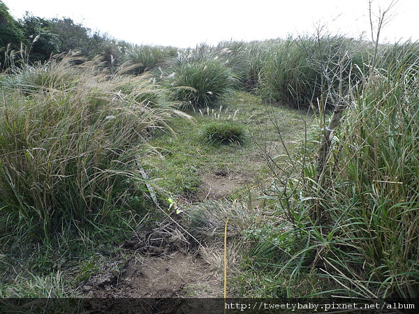 北五指山 052.JPG