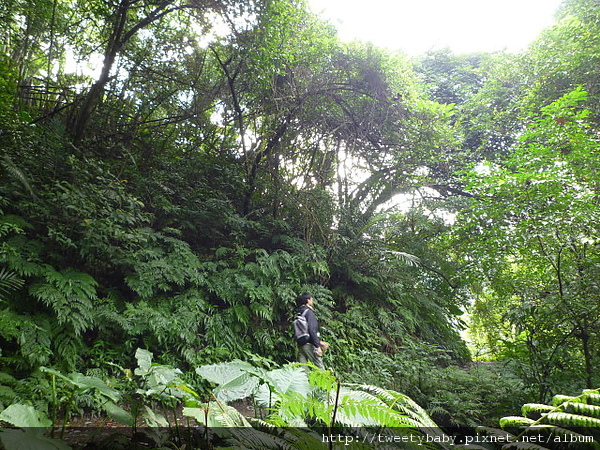 麻竹寮山.向天湖古道 022.JPG
