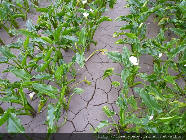 竹子湖山菜園 035.JPG