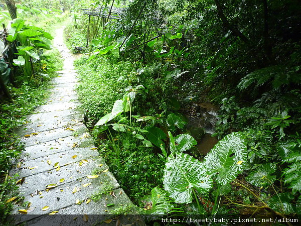 牛埔頭山(五尖山) 093.JPG