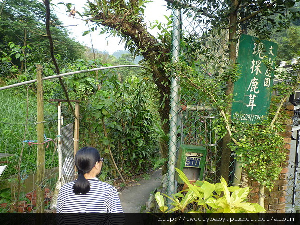 木柵杏花林.待老坑山.救千宮步道 068.JPG