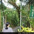 木柵杏花林.待老坑山.救千宮步道 068.JPG