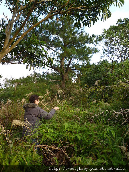 大炮岩.新北投山 084.JPG