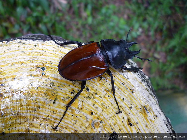 三粒半.天上山.火焰山.雷公岩 076.JPG