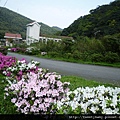 三貂大崙.三貂嶺山.金字碑古道 218.JPG