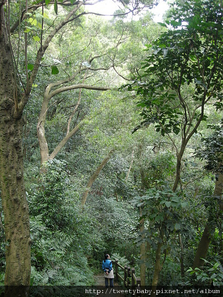 三山國王山.潤濟宮登山步道 096.JPG