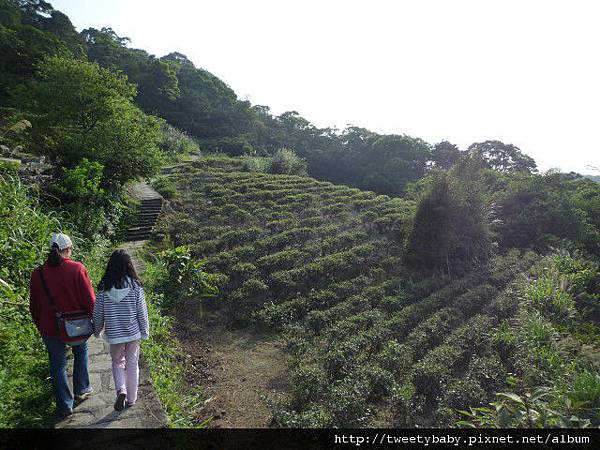 樟湖步道.樟樹步道.魚民日式料理 028.JPG