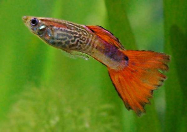 Guppy-male