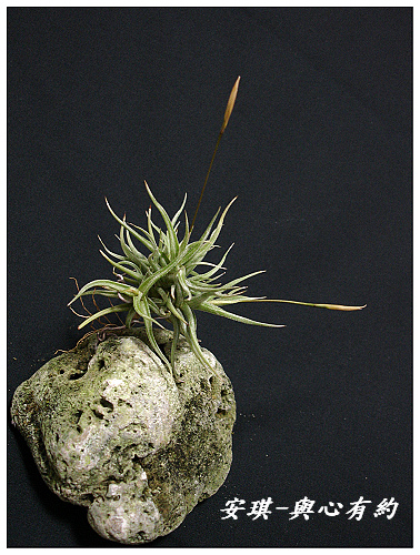 空氣鳳梨 Tillandsia rectangula-2 7 (1)