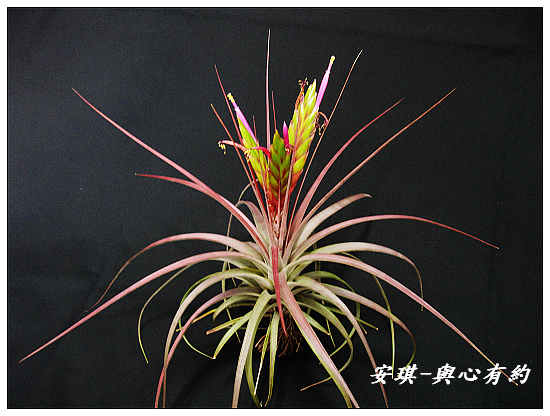 空氣鳳梨 Tillandsia concolor 空可樂 大型種11 (1)