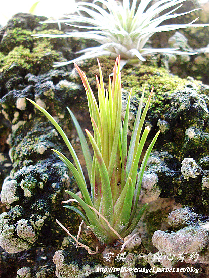 空氣鳳梨 Tillandsia ionantha fuego 2 (1).jpg