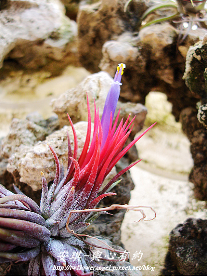 空氣鳳梨 Tillandsia ionantha fuego 13 (1).jpg