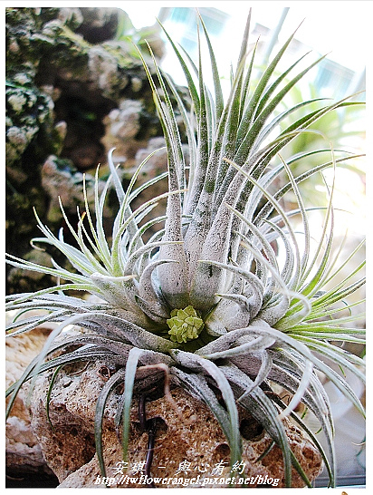 空氣鳳梨 Tillandsia ionantha Zebrian  斑馬小精靈4 (1).jpg