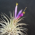 空氣鳳梨 Tillandsia ionantha Zebrian  斑馬小精靈11 (1).jpg