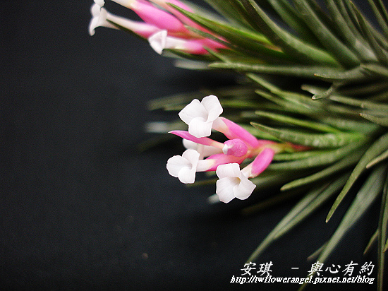 空氣鳳梨 Tillandsia tenuifolia 'White Flower' 白花紫水晶13 (1).jpg