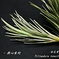 空氣鳳梨 Tillandsia tenuifolia 'White Flower' 白花紫水晶7 (1).jpg