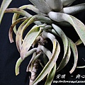 空氣鳳梨 Tillandsia cacticola  卡地可樂 4 (1).jpg