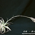 空氣鳳梨 Tillandsia cacticola  卡地可樂 12 (1).jpg