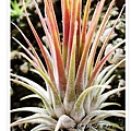 空氣鳳梨 Tillandsia ionantha 變異種小精靈  開花4 (1)