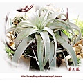 空氣鳳梨 Tillandsia xerographica 霸王鳳5 (1).jpg