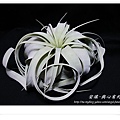 空氣鳳梨 Tillandsia xerographica 霸王鳳7 (1).jpg