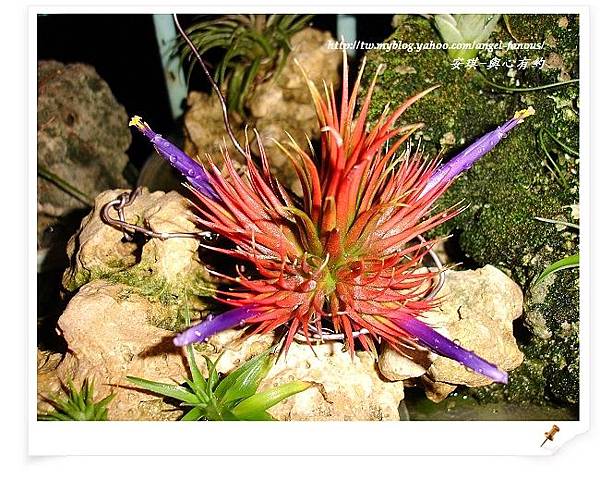 空氣鳳梨 Tillandsia 花生米小精靈 6 (1).jpg