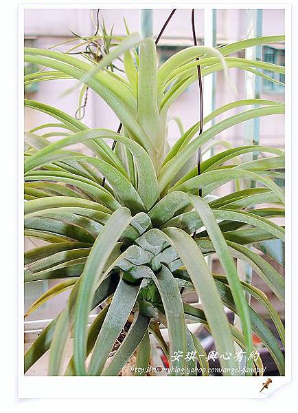 空氣鳳梨 Tillandsia brachycaulos 貝可利 開花 -2   5 (1).jpg