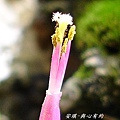 空氣鳳梨 Tillandsia concolor 空可樂7 (1).jpg