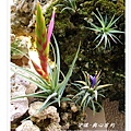 空氣鳳梨 Tillandsia concolor 空可樂8 (1).jpg