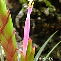 空氣鳳梨 Tillandsia concolor 空可樂9 (1).jpg