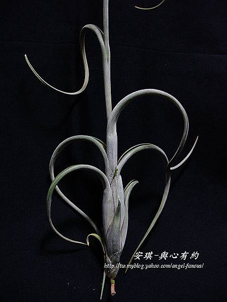 空氣鳳梨 Tillandsia intermedia 花中花2 (1).jpg