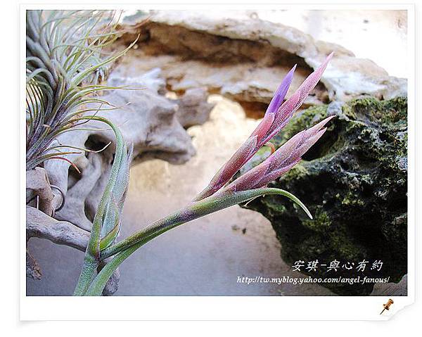 空氣鳳梨 Tillandsia intermedia 花中花4 (1).jpg