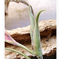 空氣鳳梨 Tillandsia intermedia 花中花6 (1).jpg