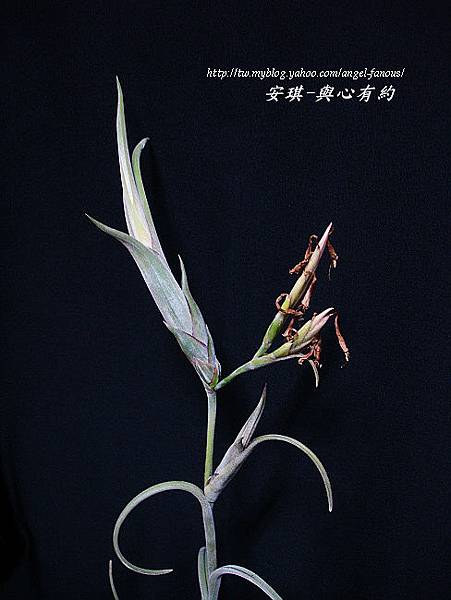 空氣鳳梨 Tillandsia intermedia 花中花11 (1).jpg