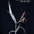 空氣鳳梨 Tillandsia intermedia 花中花11 (1).jpg