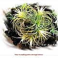 空氣鳳梨 Tillandsia ionantha Druid 德魯伊9 (1).jpg