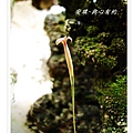 空氣鳳梨   Tillandsia rectangula5 (1).jpg