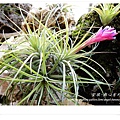 空氣鳳梨 Tillandsia stricta  多國花 第2年開花3 (1).jpg