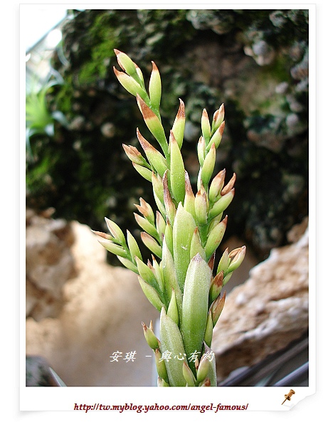 空氣鳳梨 Tillandsia arequitae x duratii10 (1).jpg