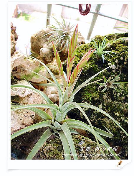 空氣鳳梨 Tillandsia concolor x streptophylla 空可樂x電捲3 (1).jpg