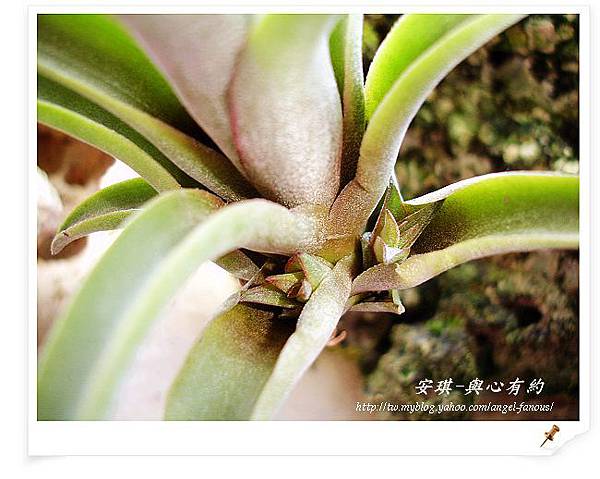 空氣鳳梨 Tillandsia concolor x streptophylla 空可樂x電捲11 (1).jpg