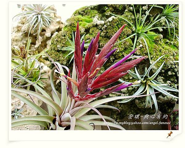 空氣鳳梨 Tillandsia streptophylla x concolor 電捲燙x空可樂7 (1).jpg